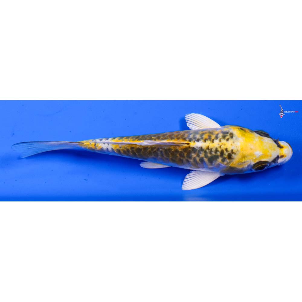 4.5”  Imported Armor Scaled Kujaku