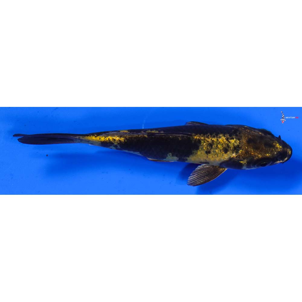 5” Imported Kin Ki Utsuri