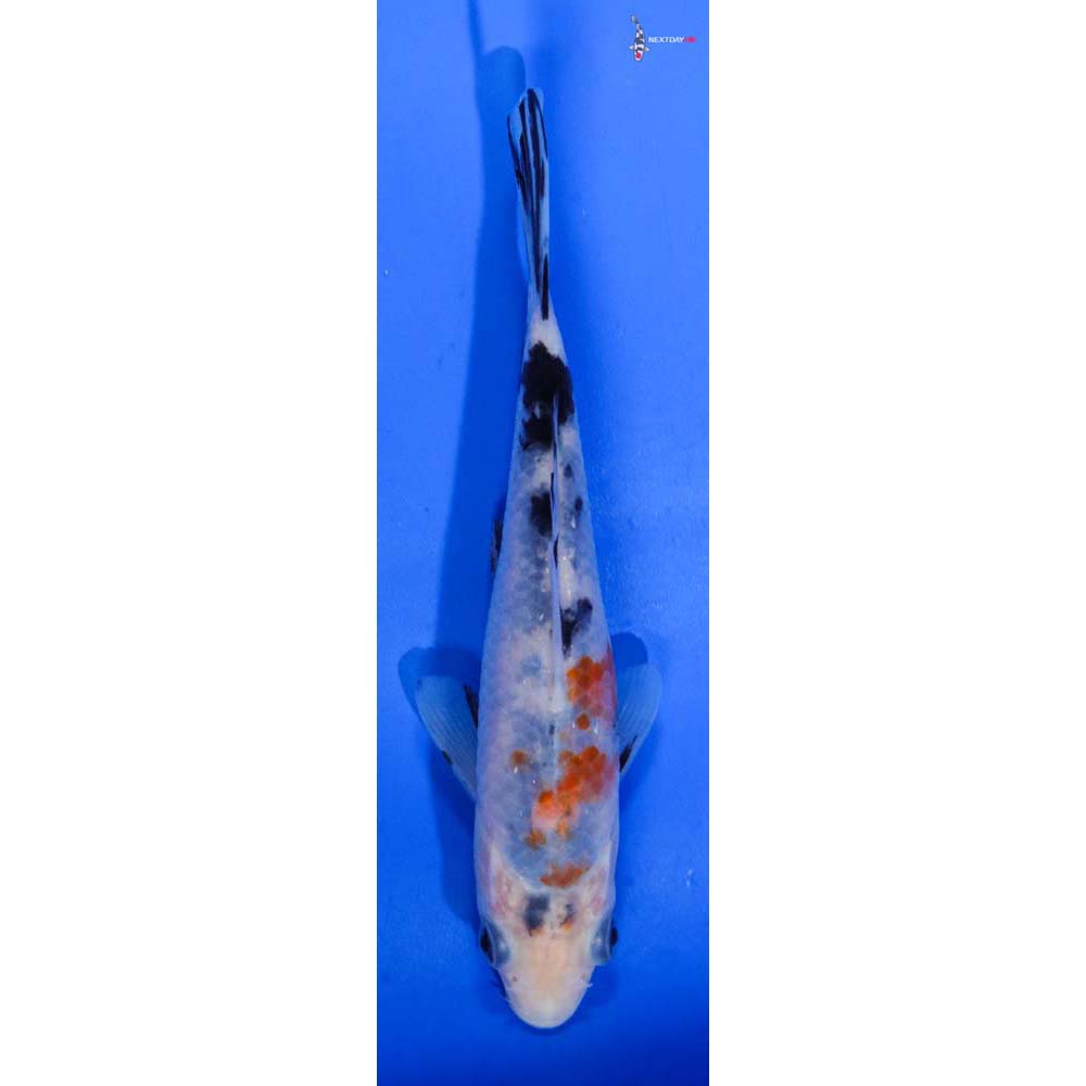 5.5” Imported Sanke