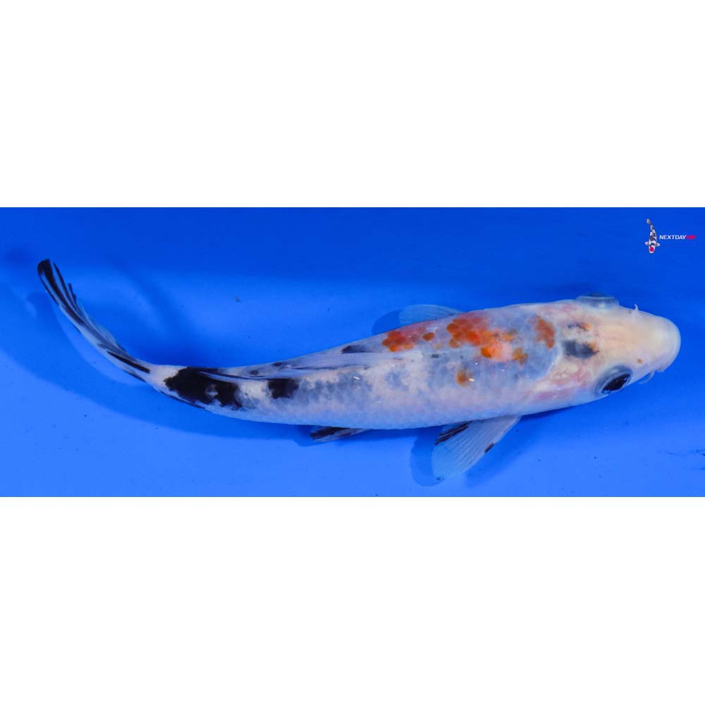 5.5” Imported Sanke