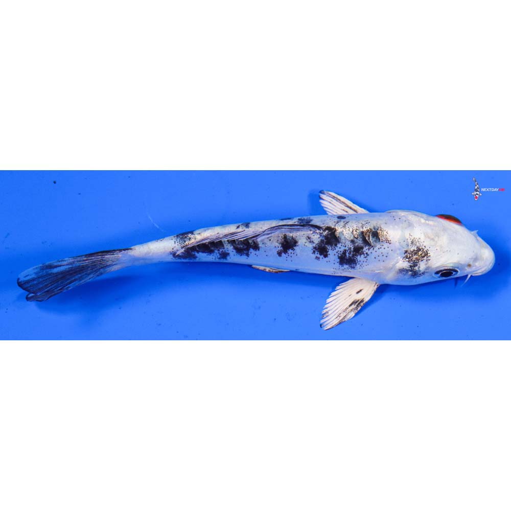 5.5” Imported Heisei Nishiki