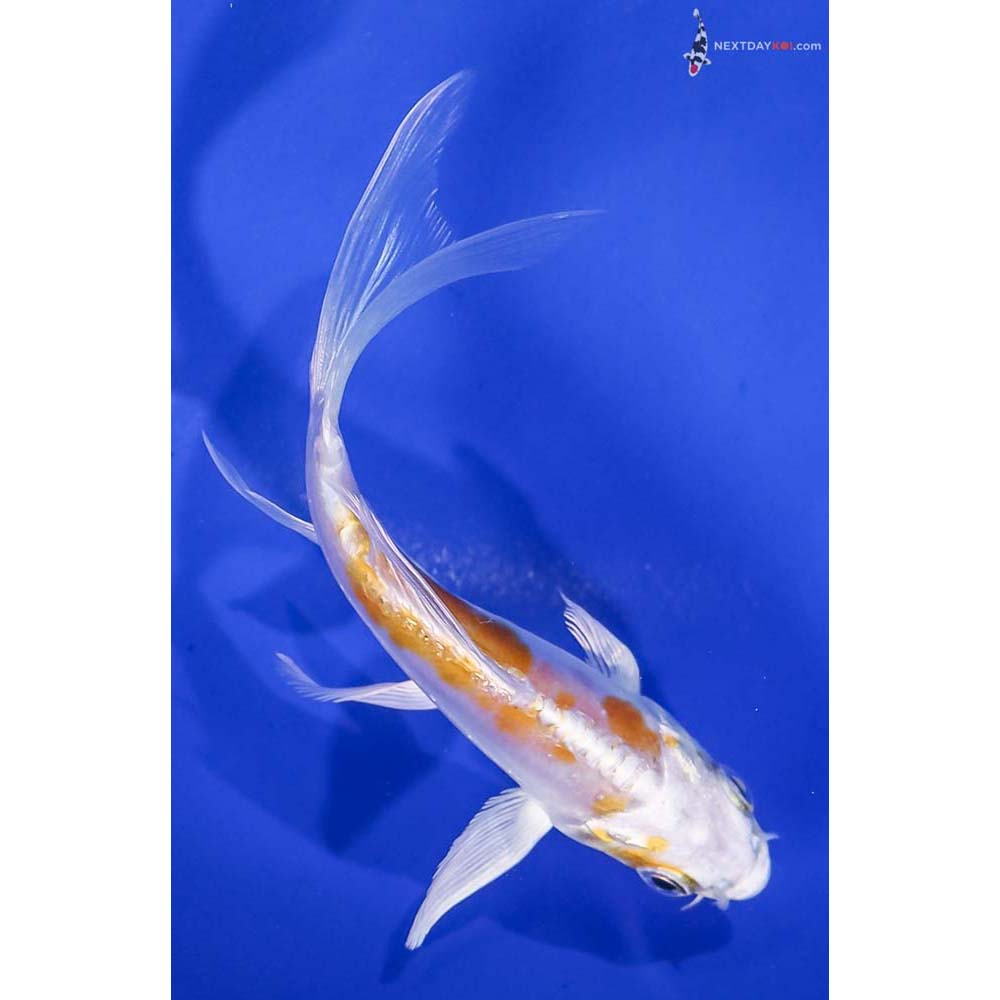 4.5” Imported Doitsu Lemon Hariwake Butterfly Koi