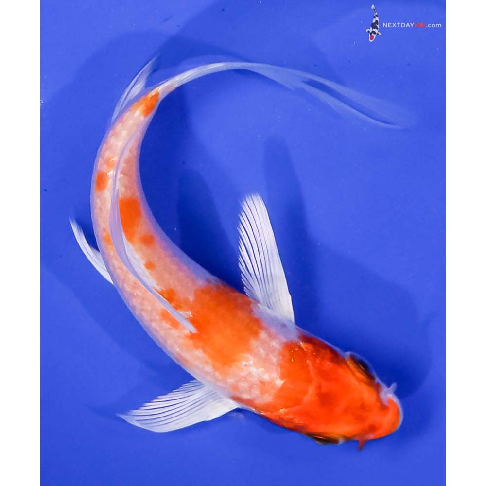 4.5” Imported Hariwake Butterfly Koi