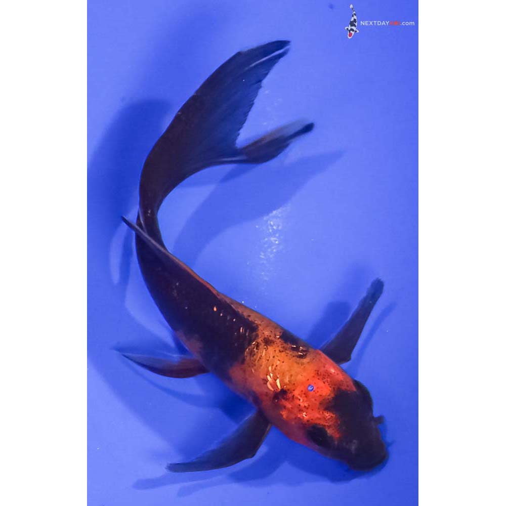 5” Imported Hi Utsuri Butterfly Koi