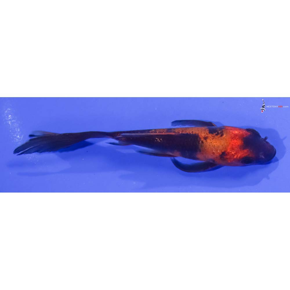 5” Imported Hi Utsuri Butterfly Koi