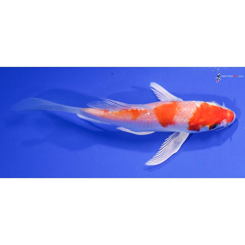 5” Imported Hariwake Butterfly Koi