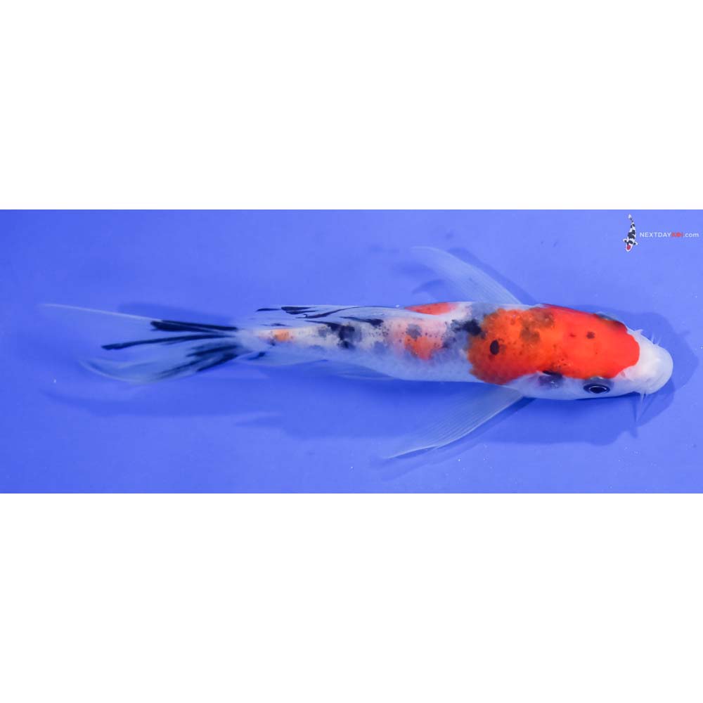 5” Imported Sanke Butterfly Koi