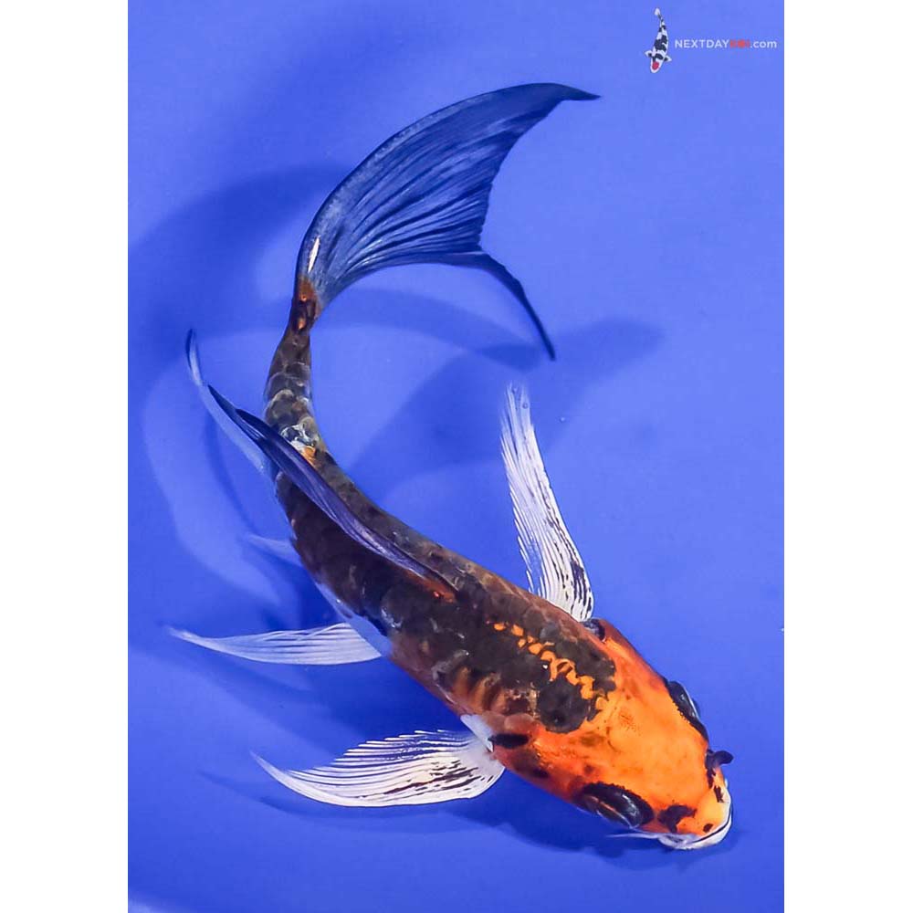 5” Imported Kin Kikokuryu Butterfly Koi