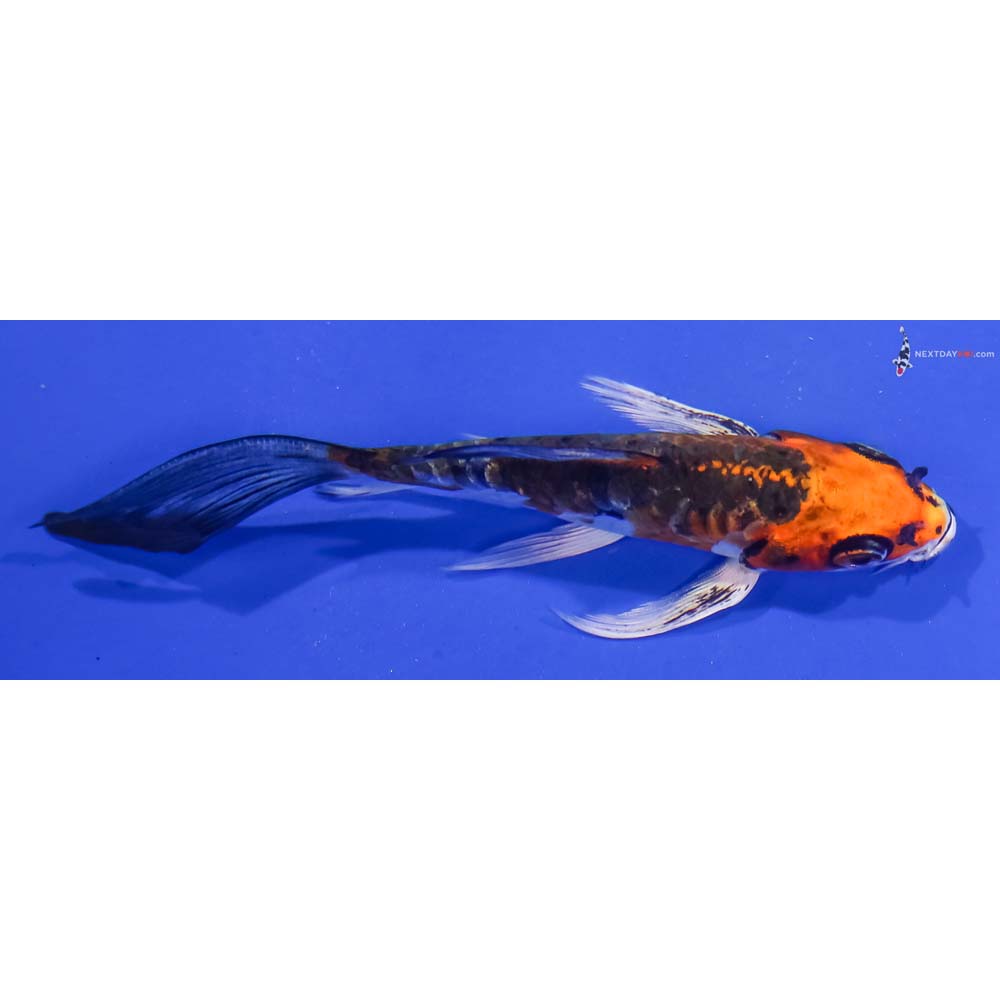 5” Imported Kin Kikokuryu Butterfly Koi