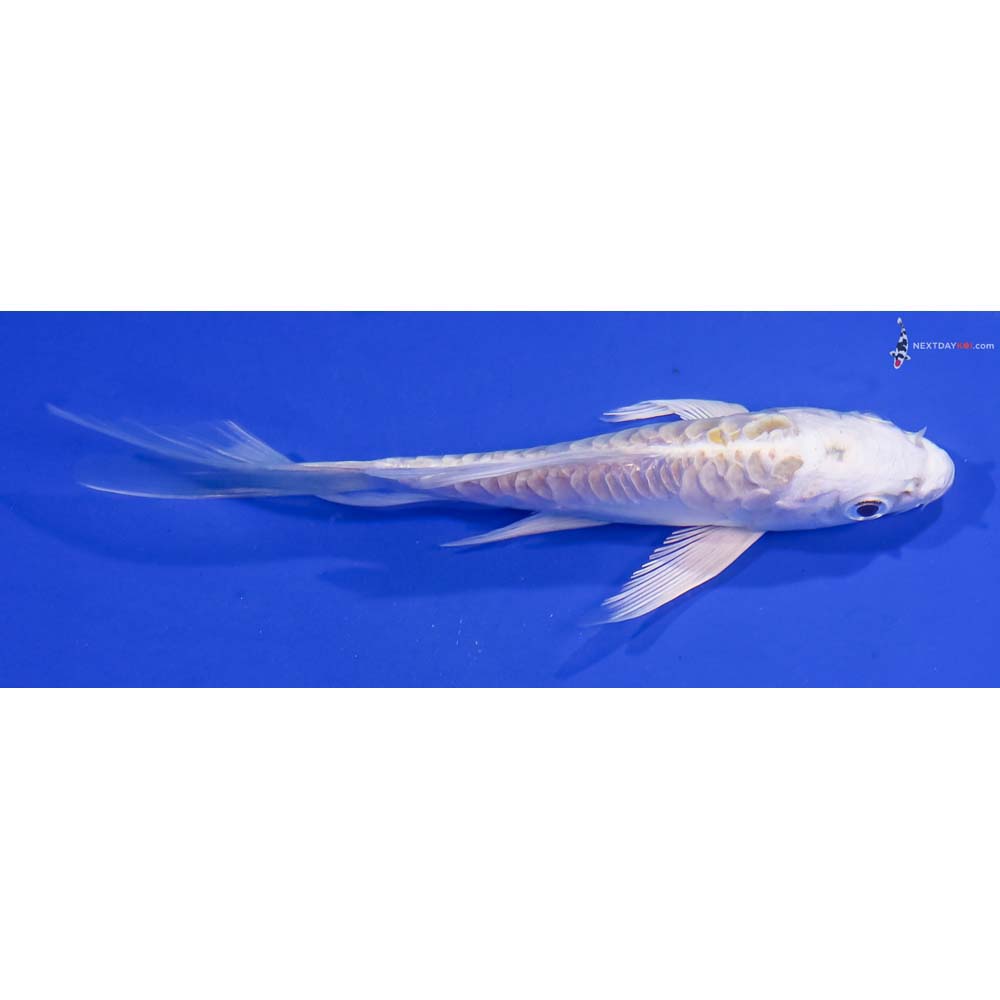 5” Imported Doitsu Lemon Hariwake Butterfly Koi