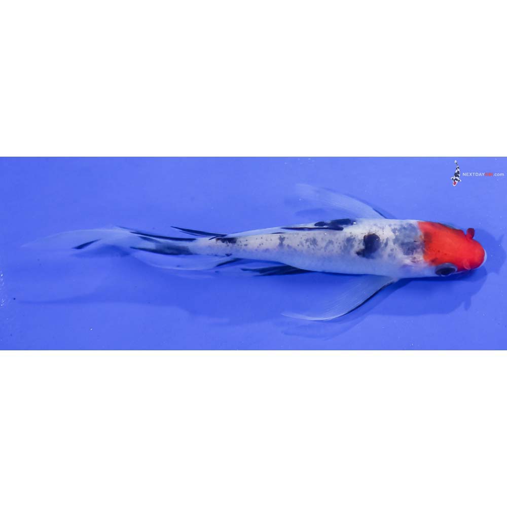 5” Imported Sanke Butterfly Koi
