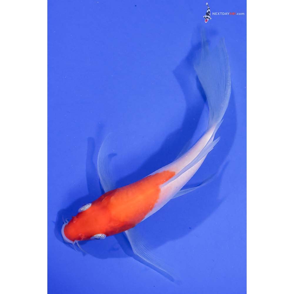 5.5” Imported Kohaku Butterfly Koi