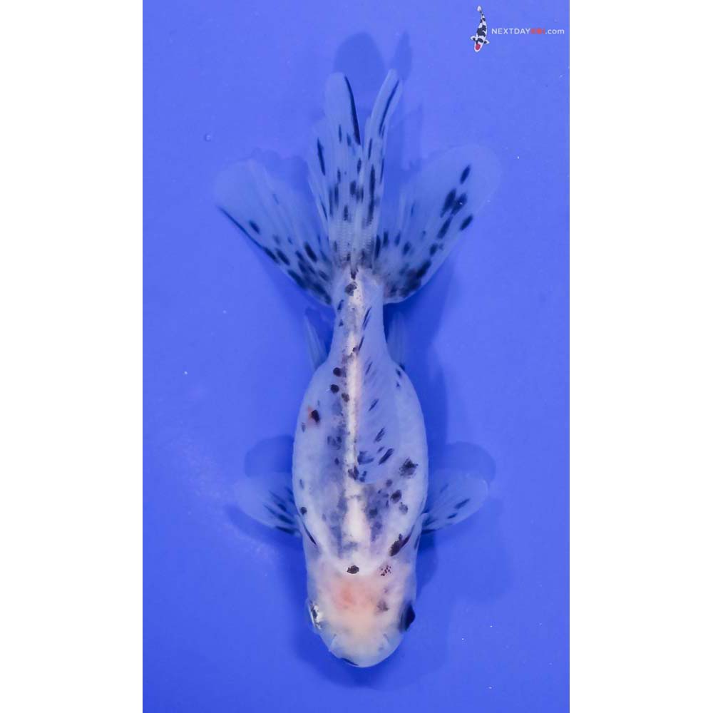 4” Imported Calico Fantail