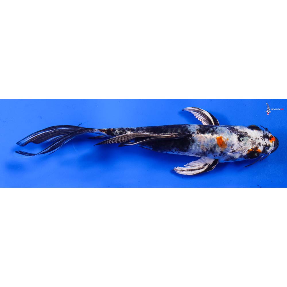 6” Imported Kin Showa Butterfly Koi