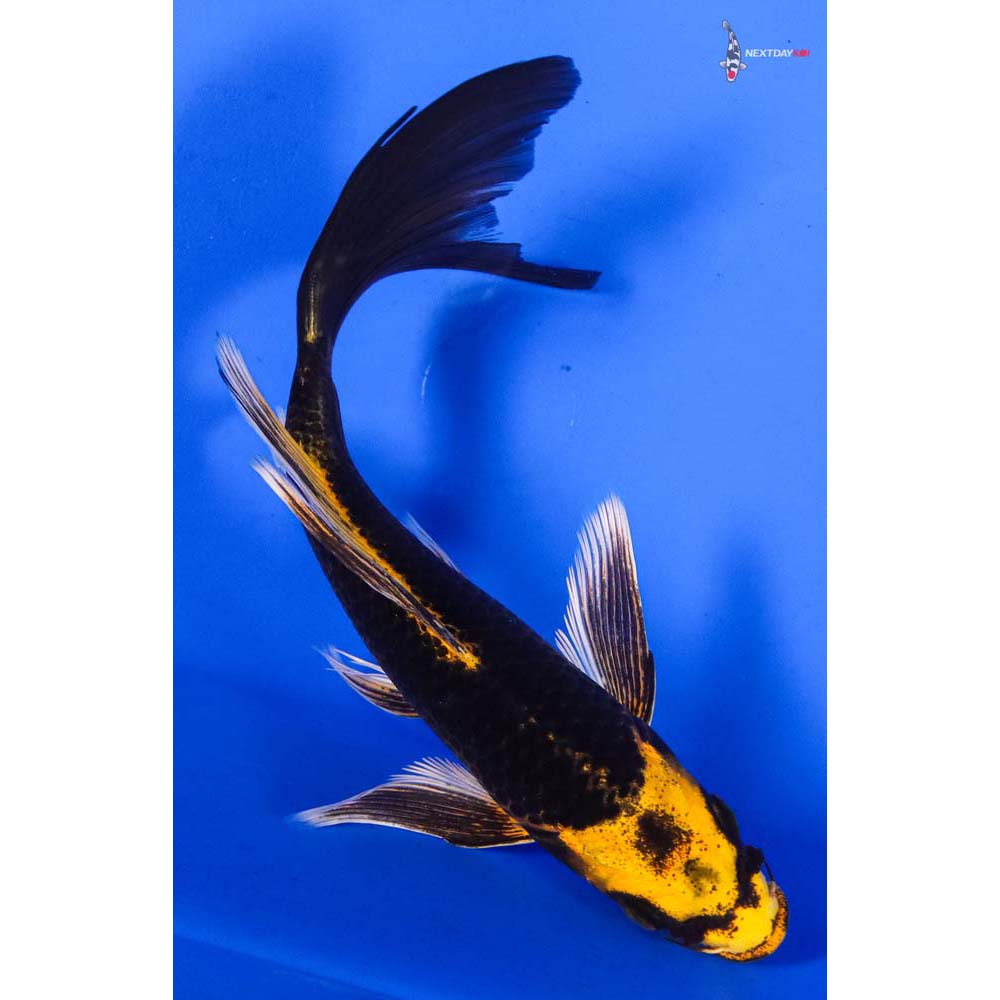 6.5” Imported Ki Matsuba Butterfly Koi