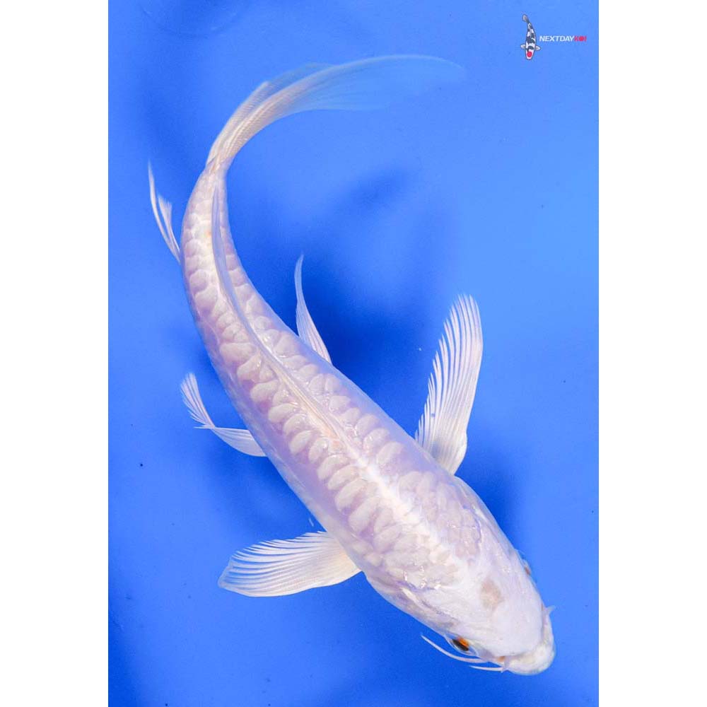 6.5” Imported Doitsu Platinum Ogon Butterfly Koi