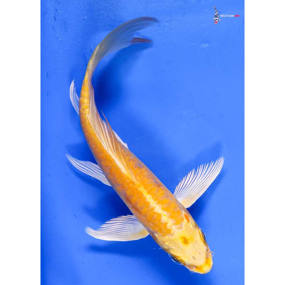 6” Imported Yamabuki Ogon Butterfly Koi
