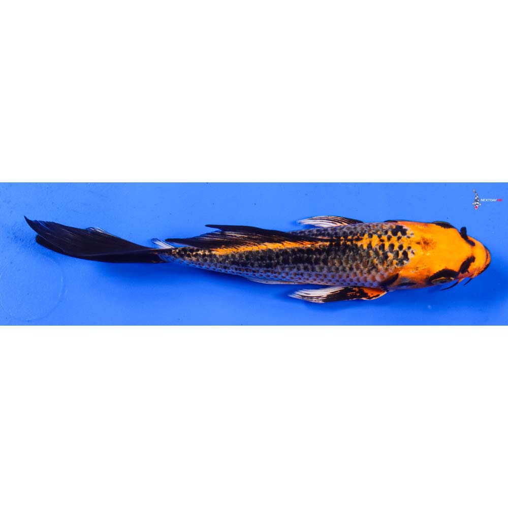 6.5” Imported Orenji Matsuba Butterfly Koi