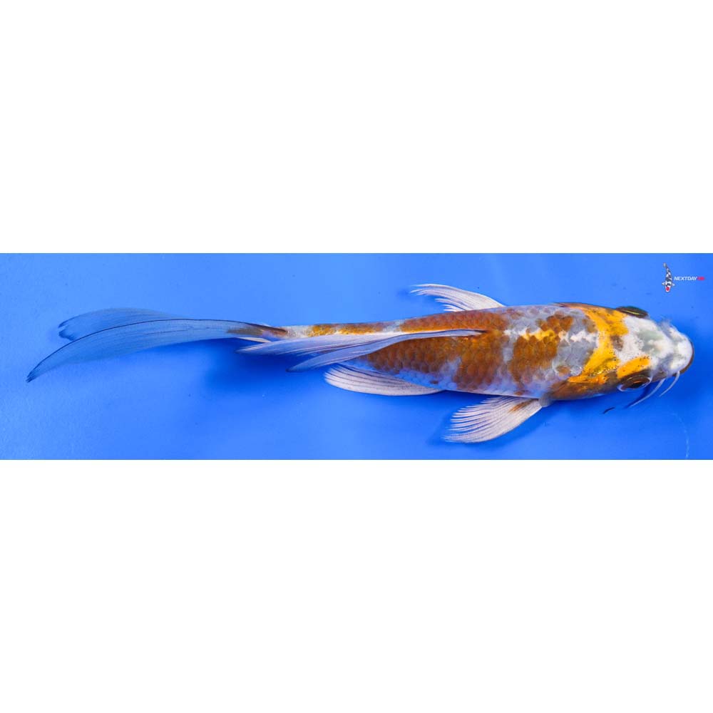 6.5” Imported Hariwake Butterfly Koi