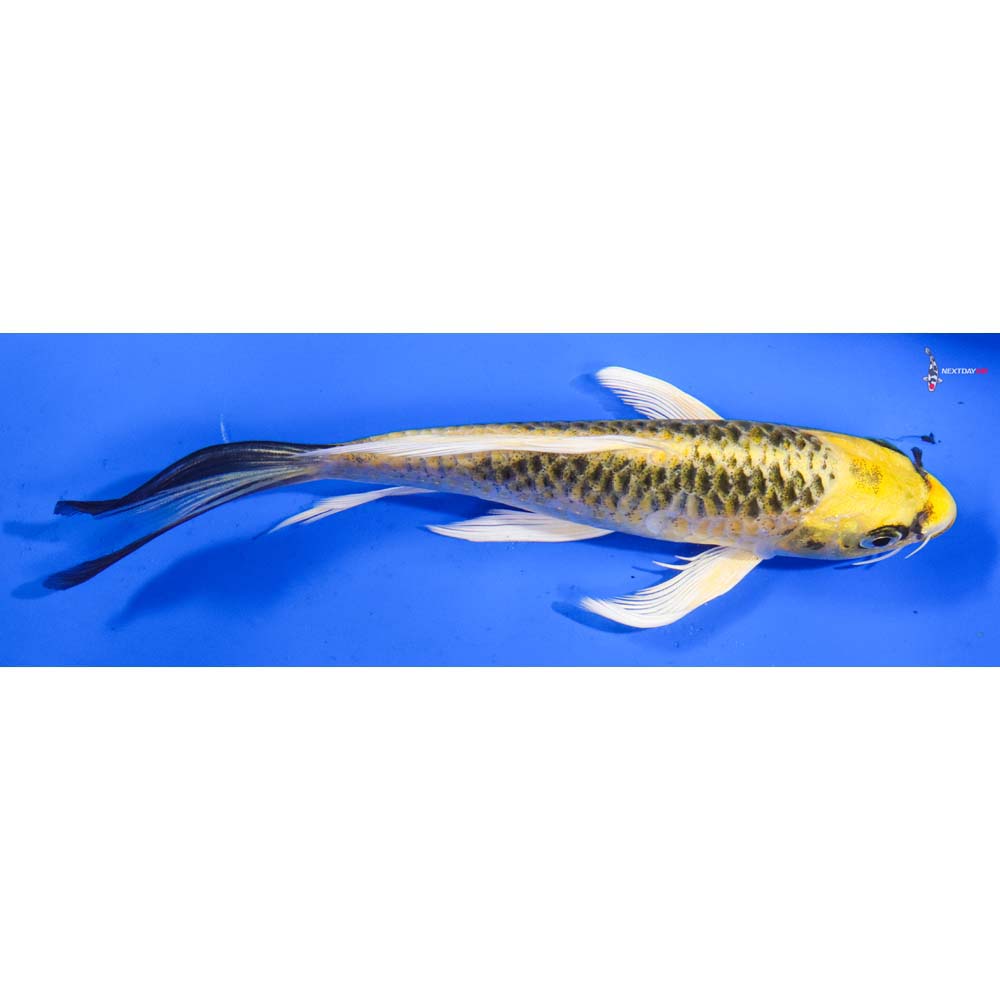 6.5” Imported Armor Scaled Ki Matsuba Butterfly Koi