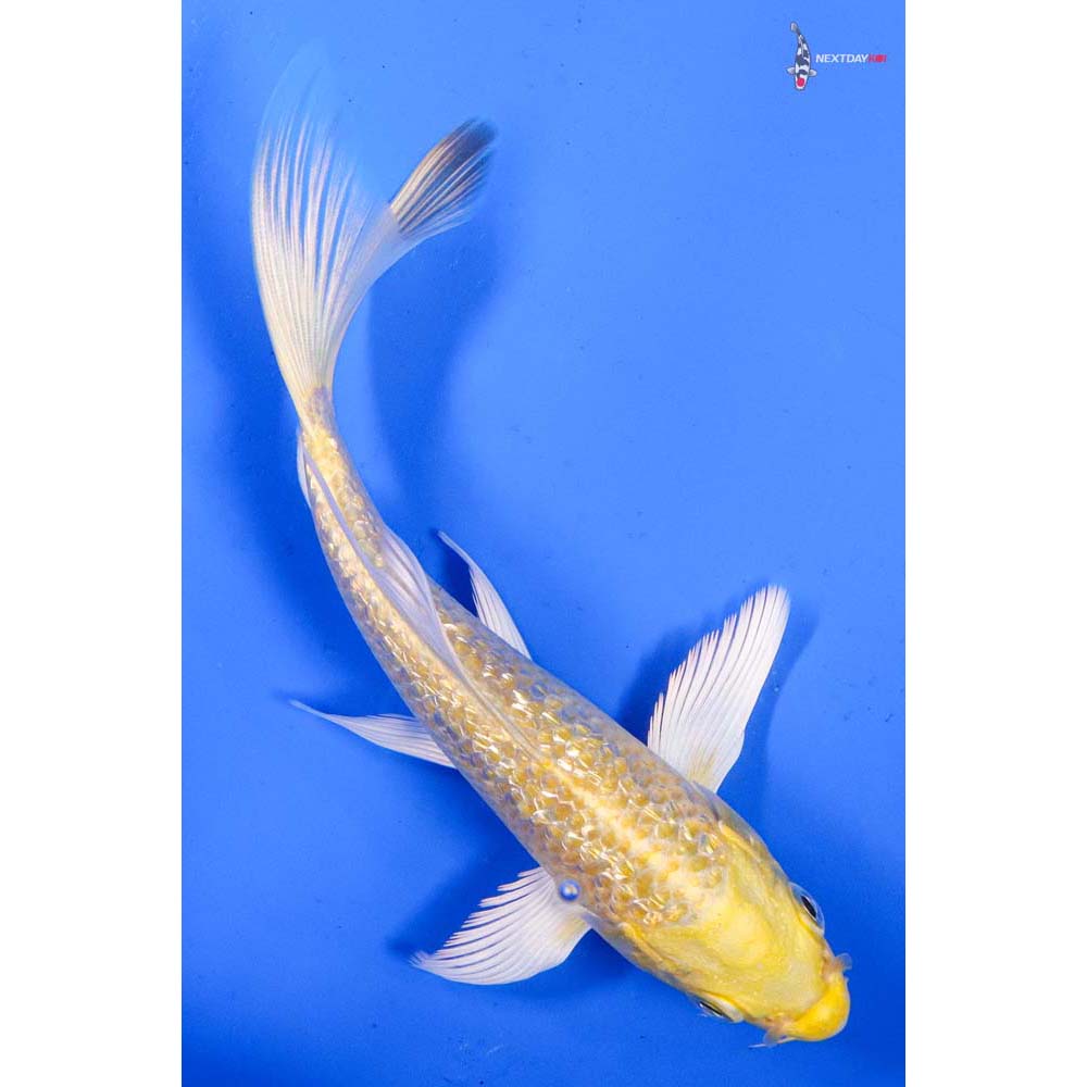 6.5” Imported Gin Rin Yamabuki Ogon Butterfly Koi