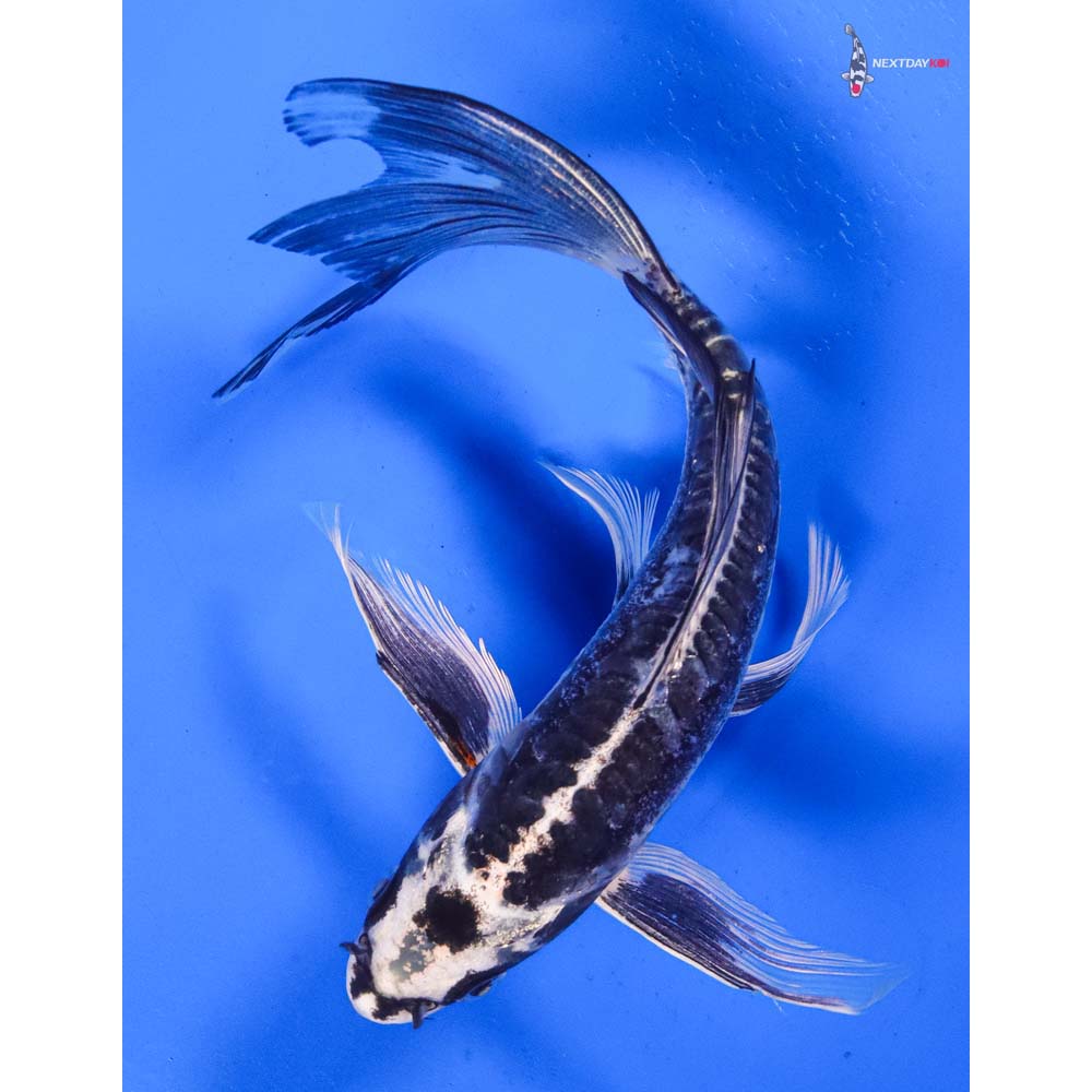 7” Imported Kikokuryu Butterfly Koi