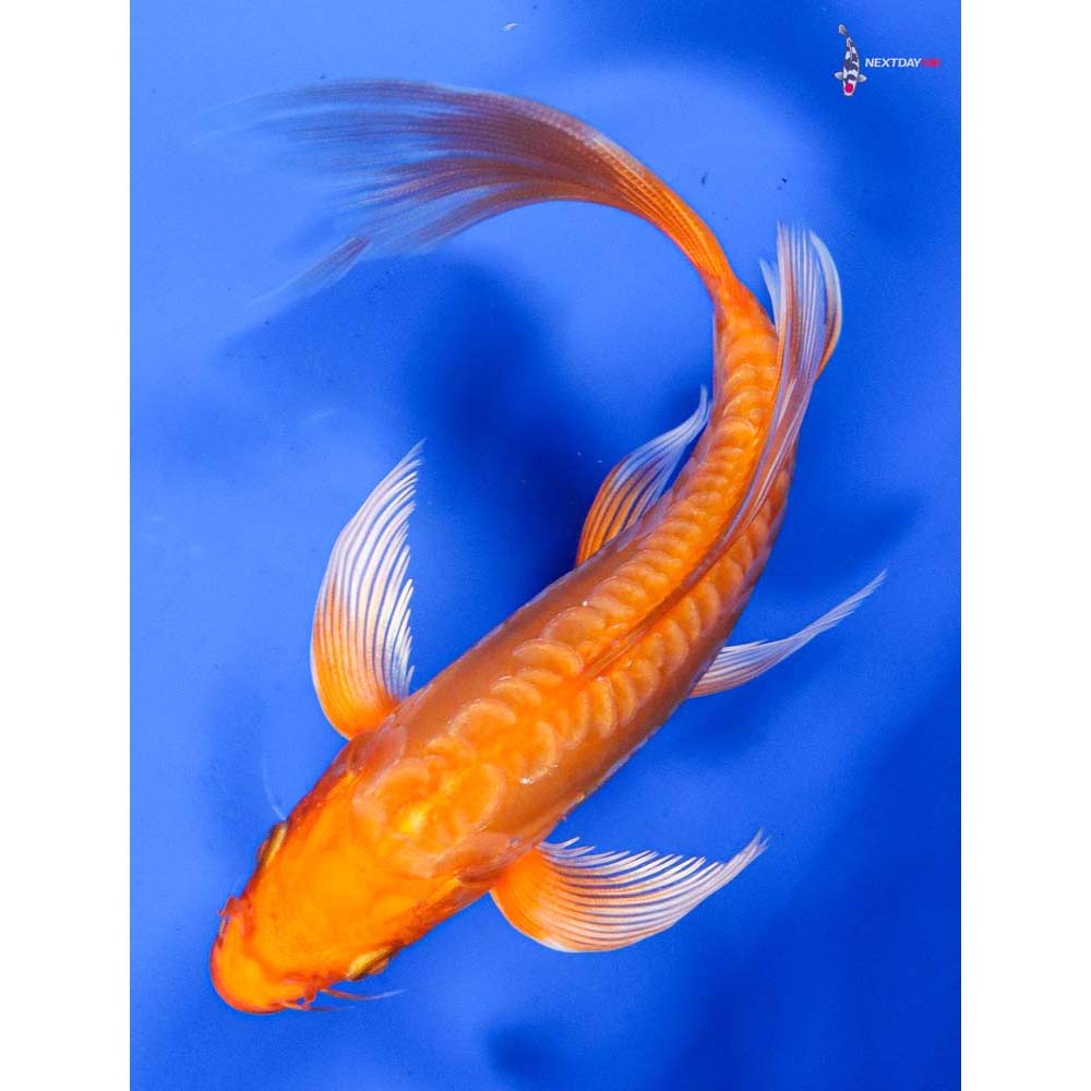 7” Imported Doitsu Orenji Ogon Butterfly Koi