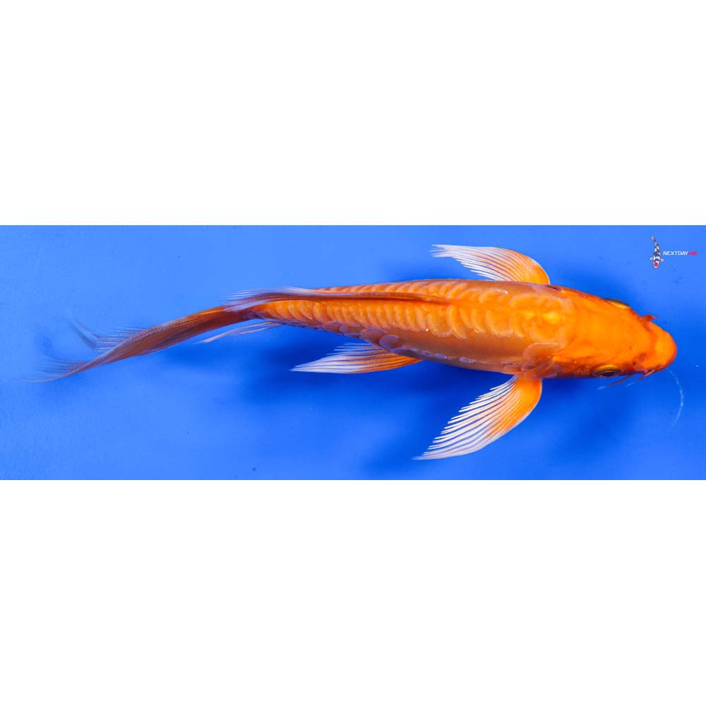 7” Imported Doitsu Orenji Ogon Butterfly Koi