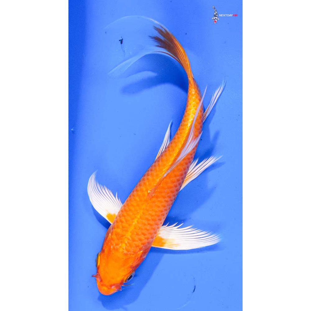7” Imported Orenji Ogon Butterfly Koi