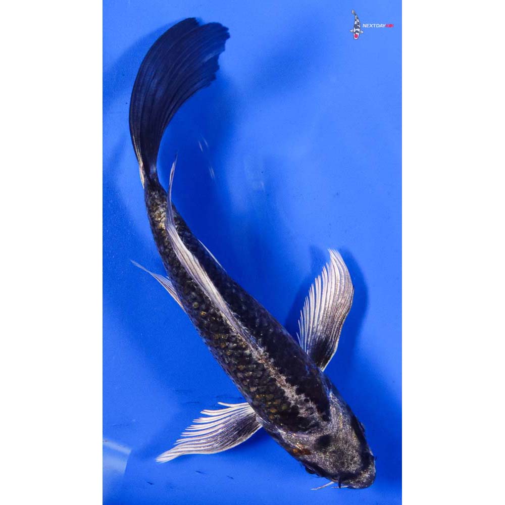 6” Imported Kujaku Butterfly Koi