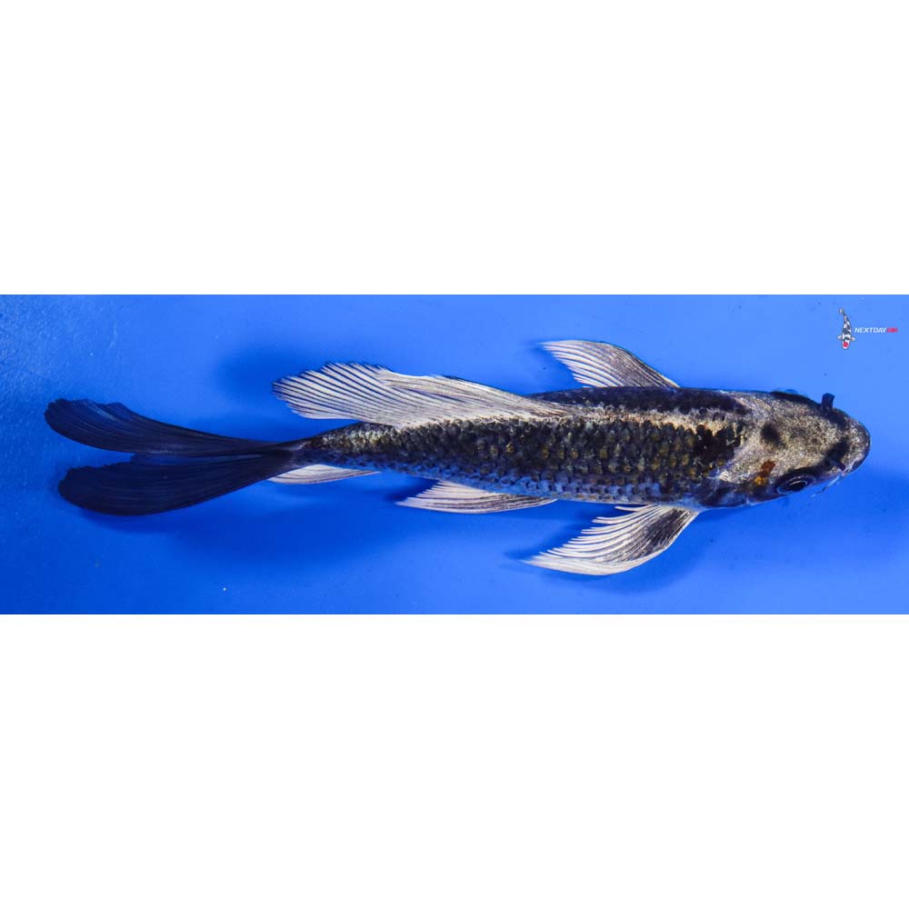 6” Imported Kujaku Butterfly Koi