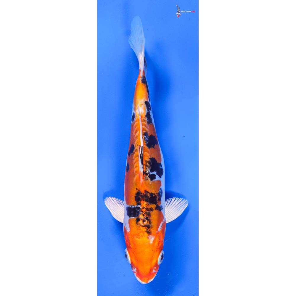 8” Imported Heisei Nishiki