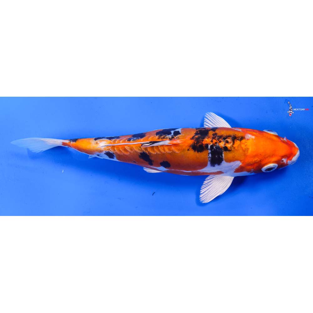 8” Imported Heisei Nishiki