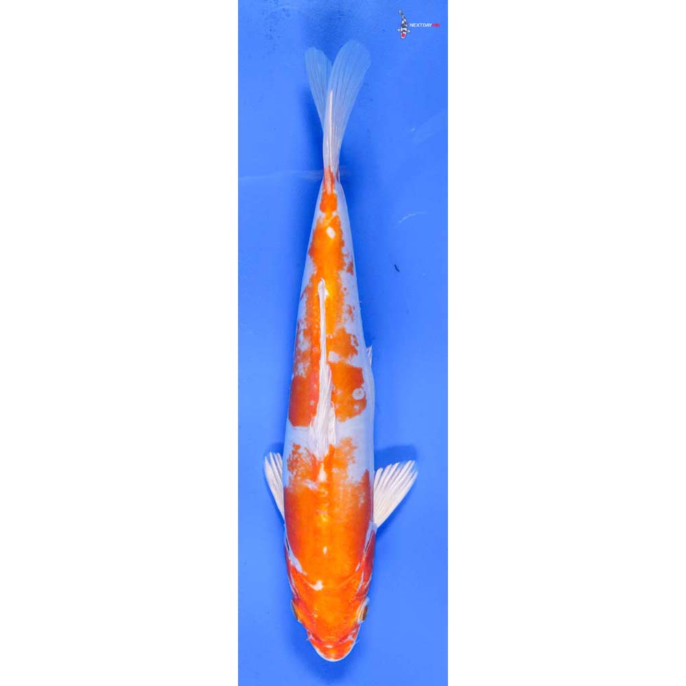 8” Imported Kikusui