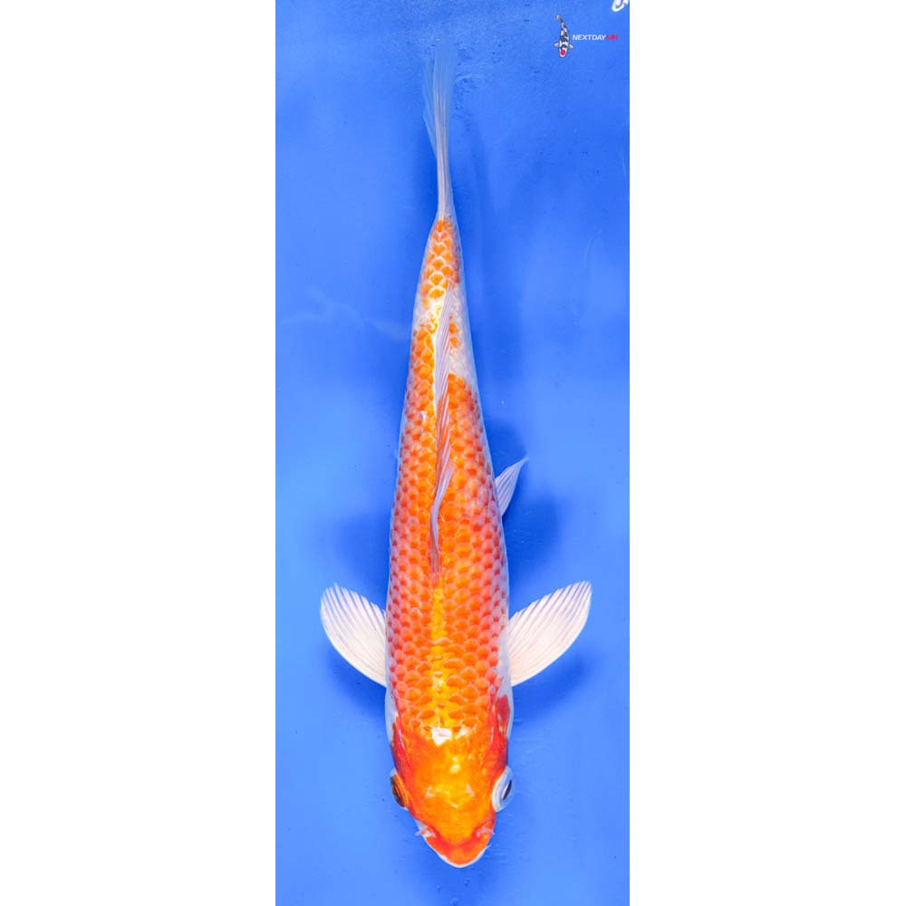 8” Imported Hariwake