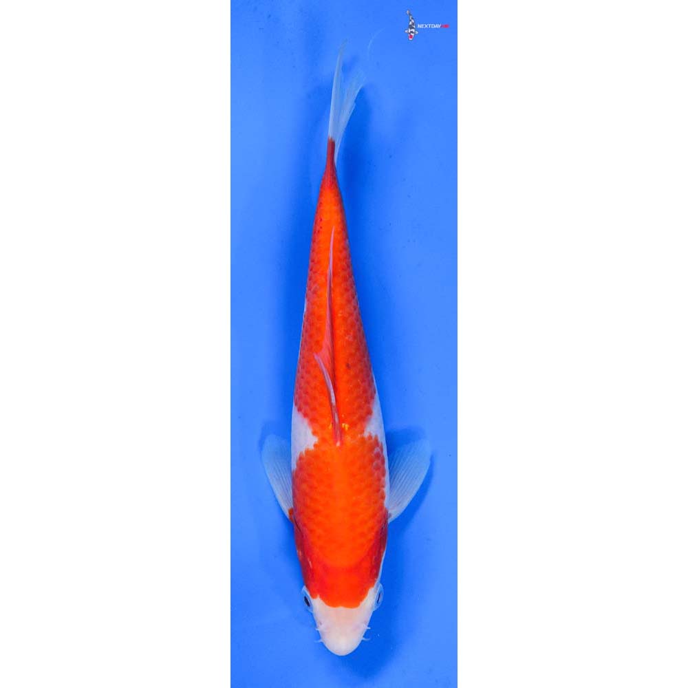 8” Imported Kohaku