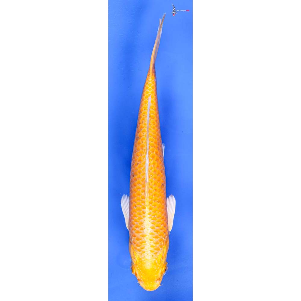 8.5” Imported Yamabuki Ogon