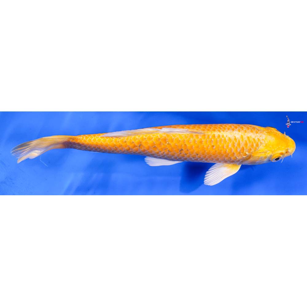 8.5” Imported Yamabuki Ogon