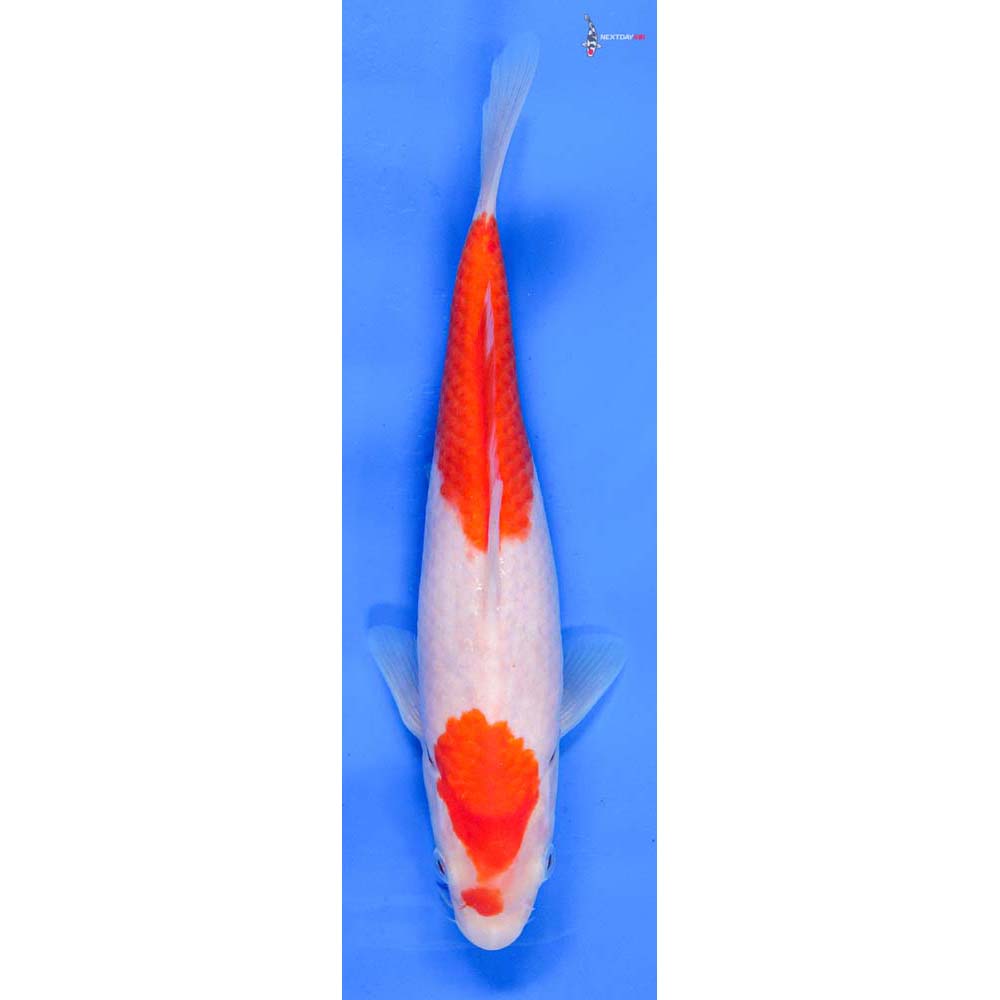 8.5” Imported Kohaku