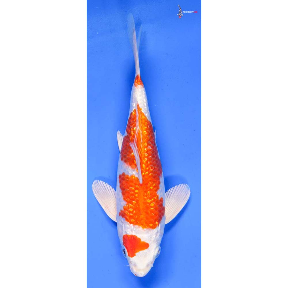 8.5” Imported Gin Rin Hariwake