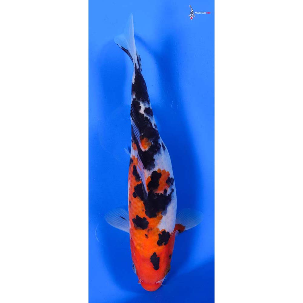 8.5” Imported Sanke