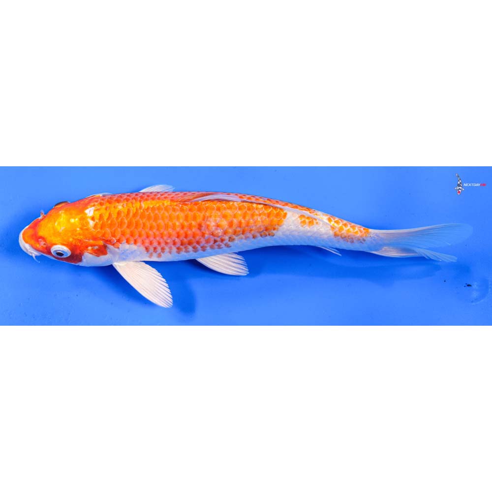 8” Imported Hariwake