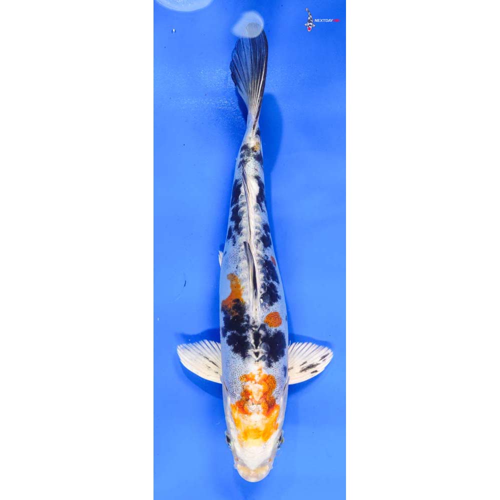 9” Imported Heisei Nishiki