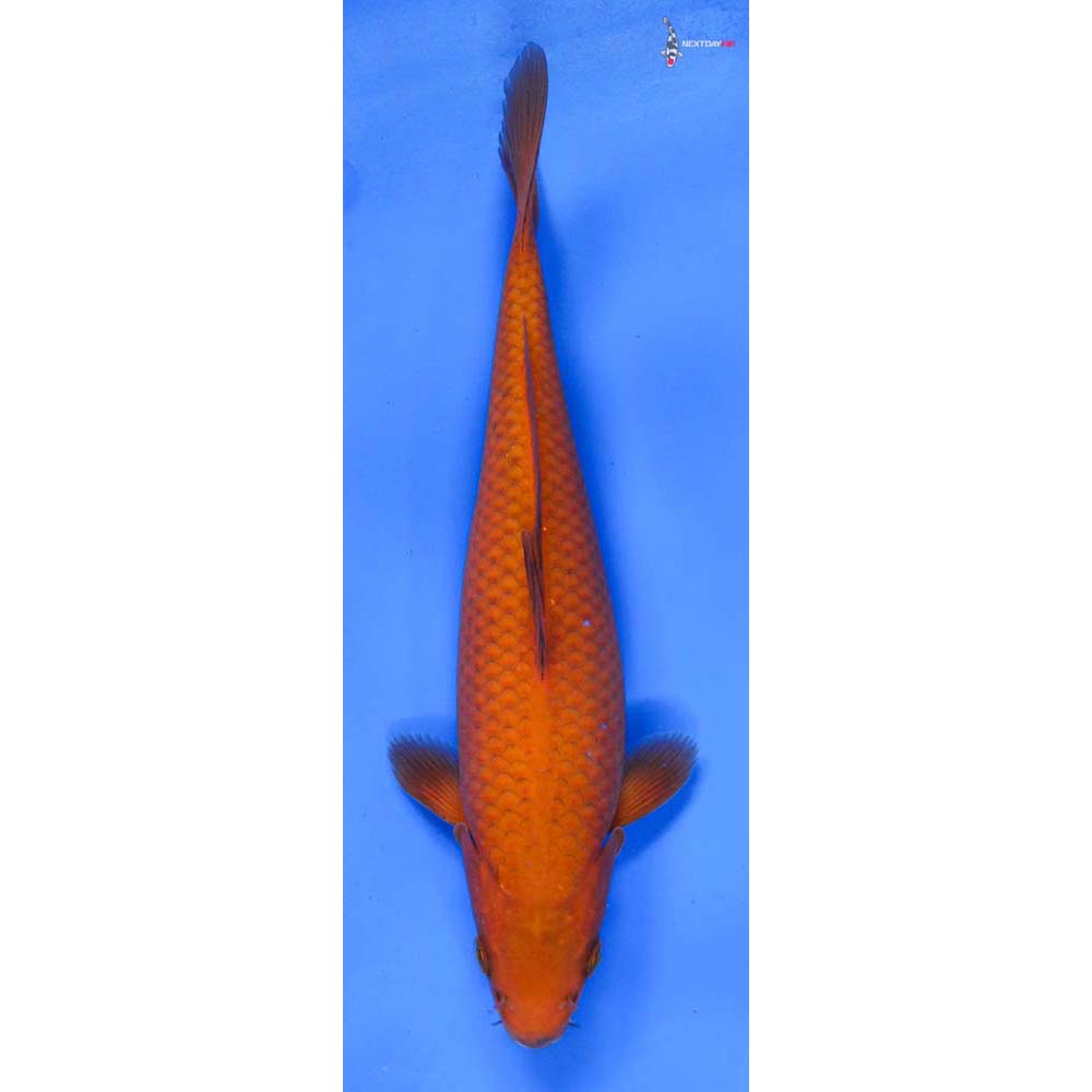 9” Imported Chagoi