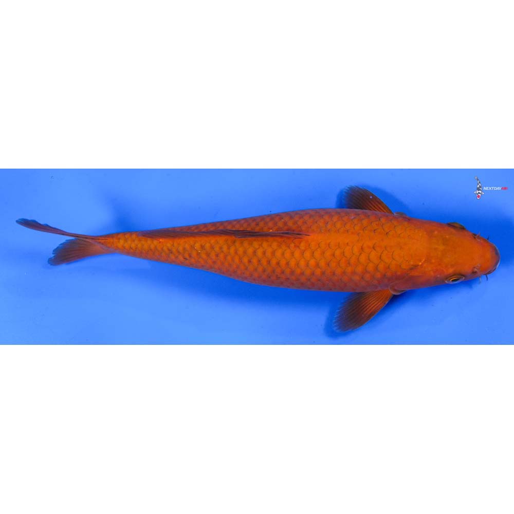 9” Imported Chagoi