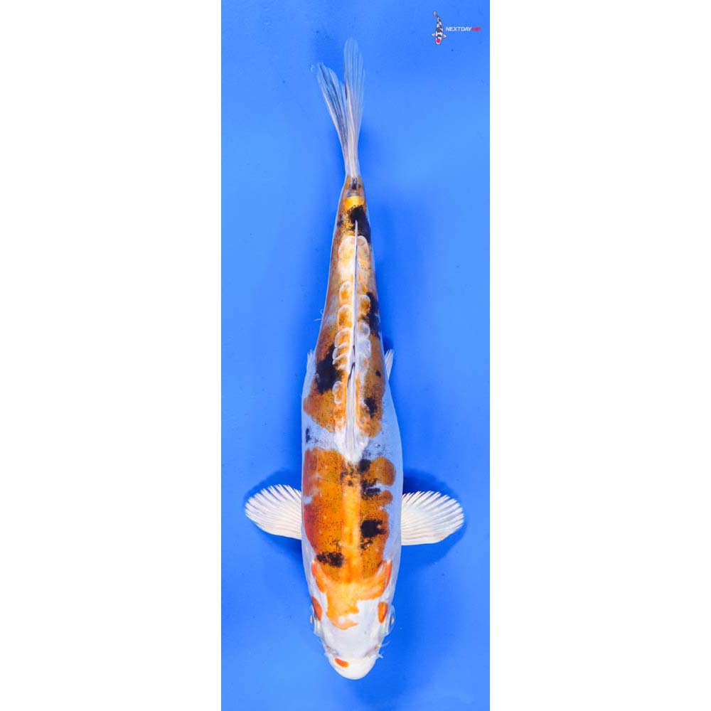 8” Imported Heisei Nishiki