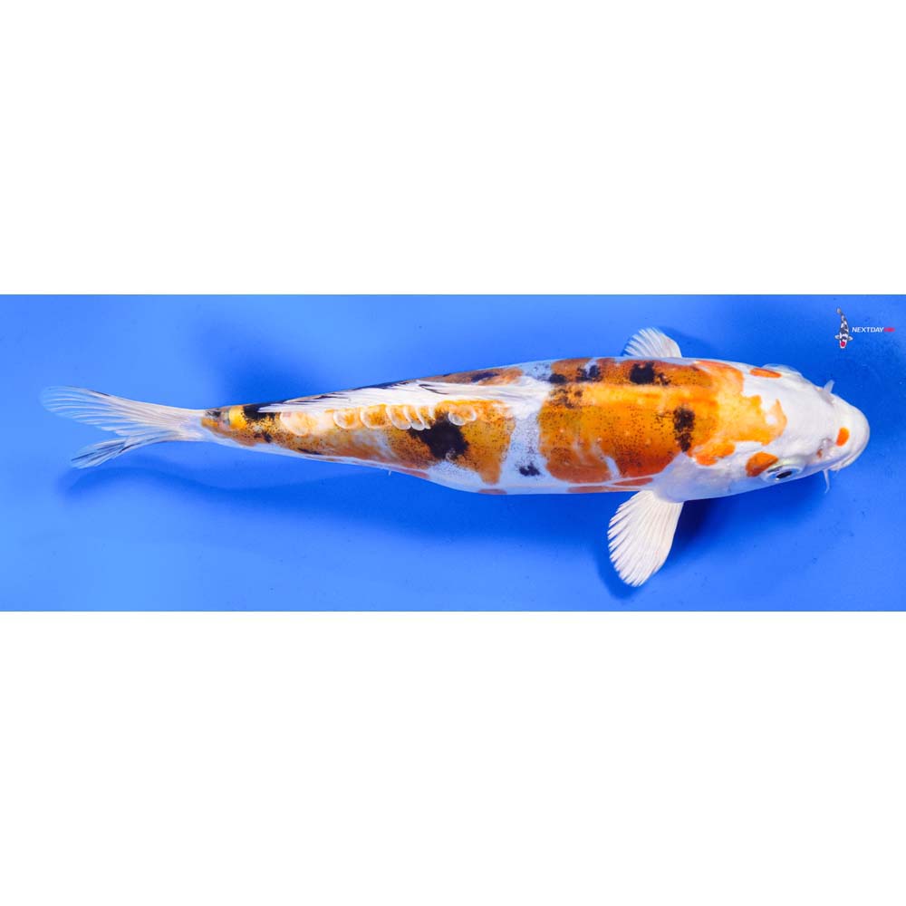 8” Imported Heisei Nishiki