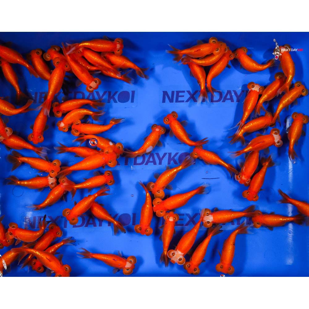 4-4.5" Imported Red Bubble Eye Goldfish - Image 5