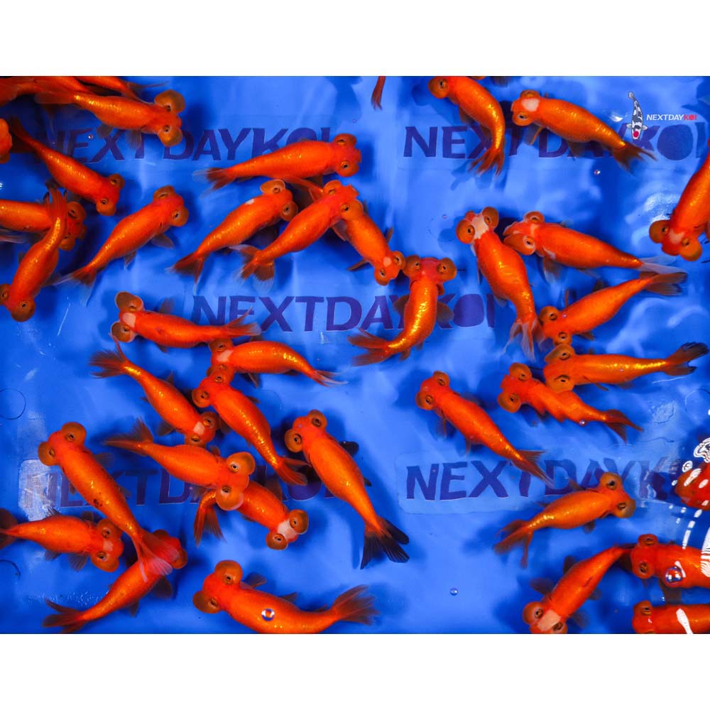 4-4.5" Imported Red Bubble Eye Goldfish - Image 3
