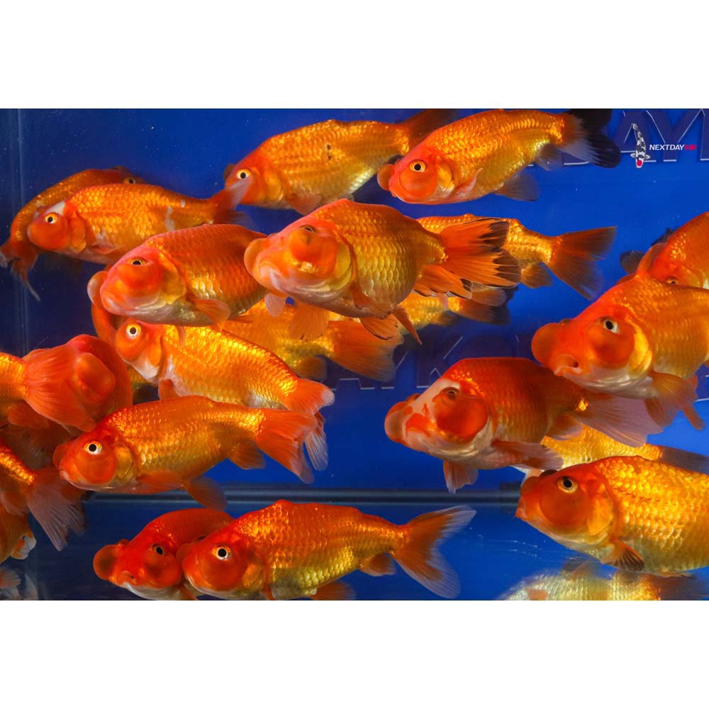 Alternative view of 4-4.5" Imported Red Bubble Eye Goldfish